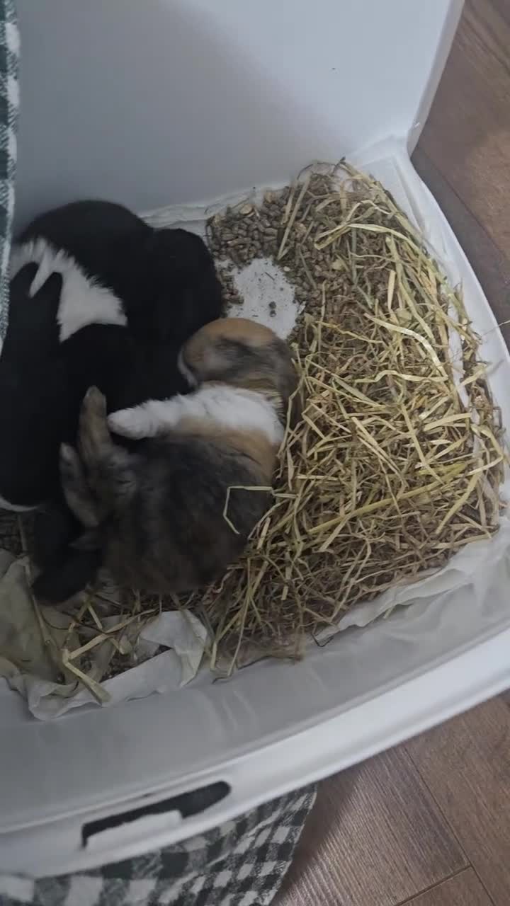 Tri Coloured Dutch rabbits for sale: They are 22 days old and mix Dutch and Rex  - Video 1