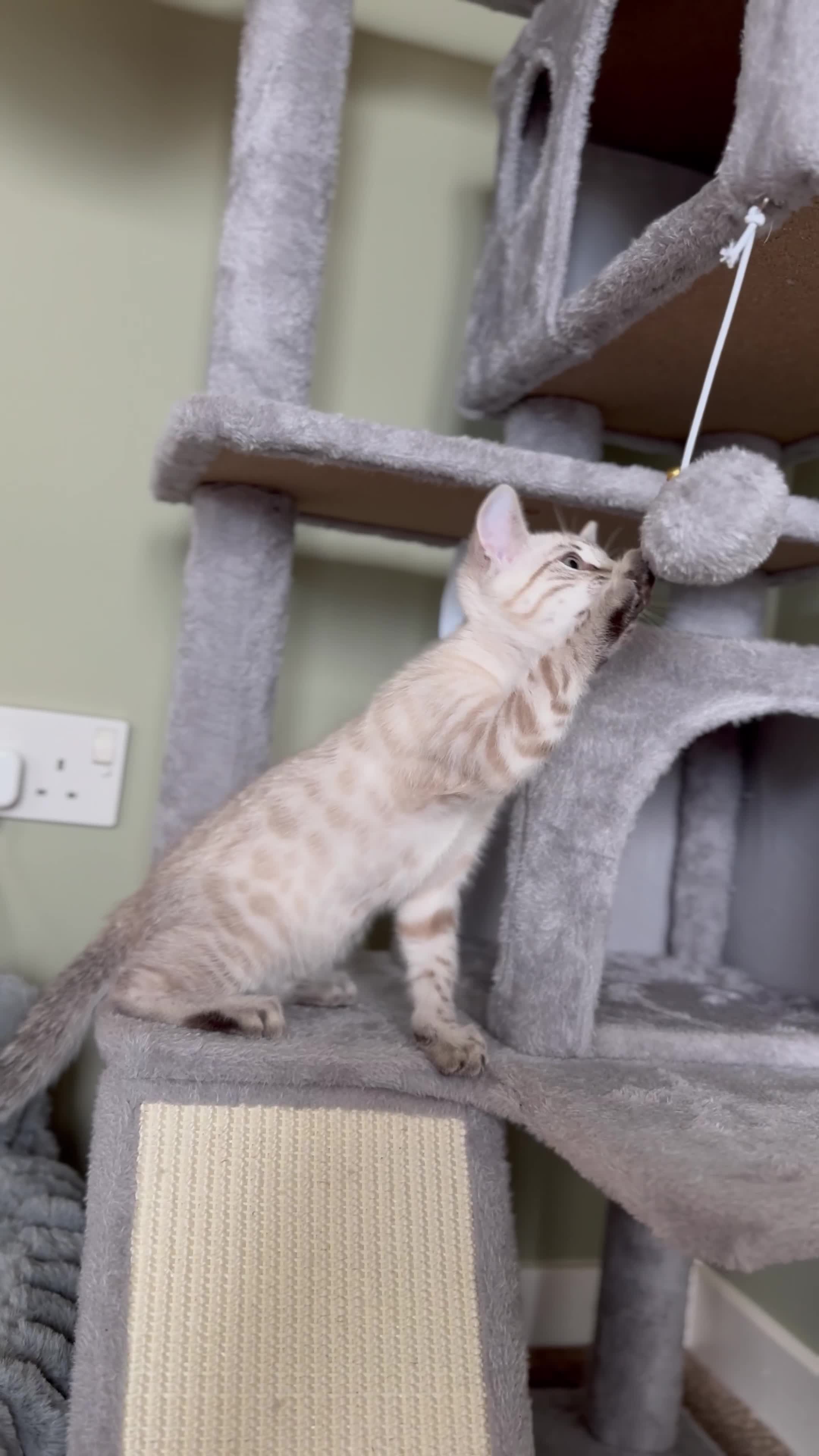 Bengal cats for sale: Snow Bengal Male  - Video 1
