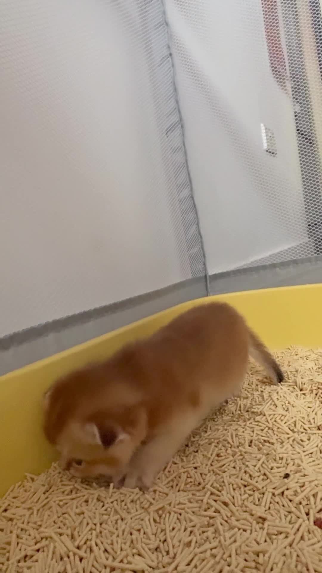 Scottish Fold cats for sale: Cute TICA pedigree kittens  - Video 1
