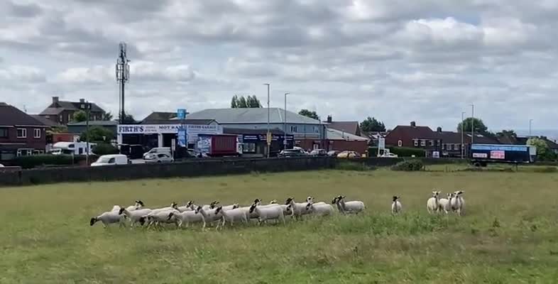 Border Collie dogs for sale: Isds border collie pups  in Batley - Video 1