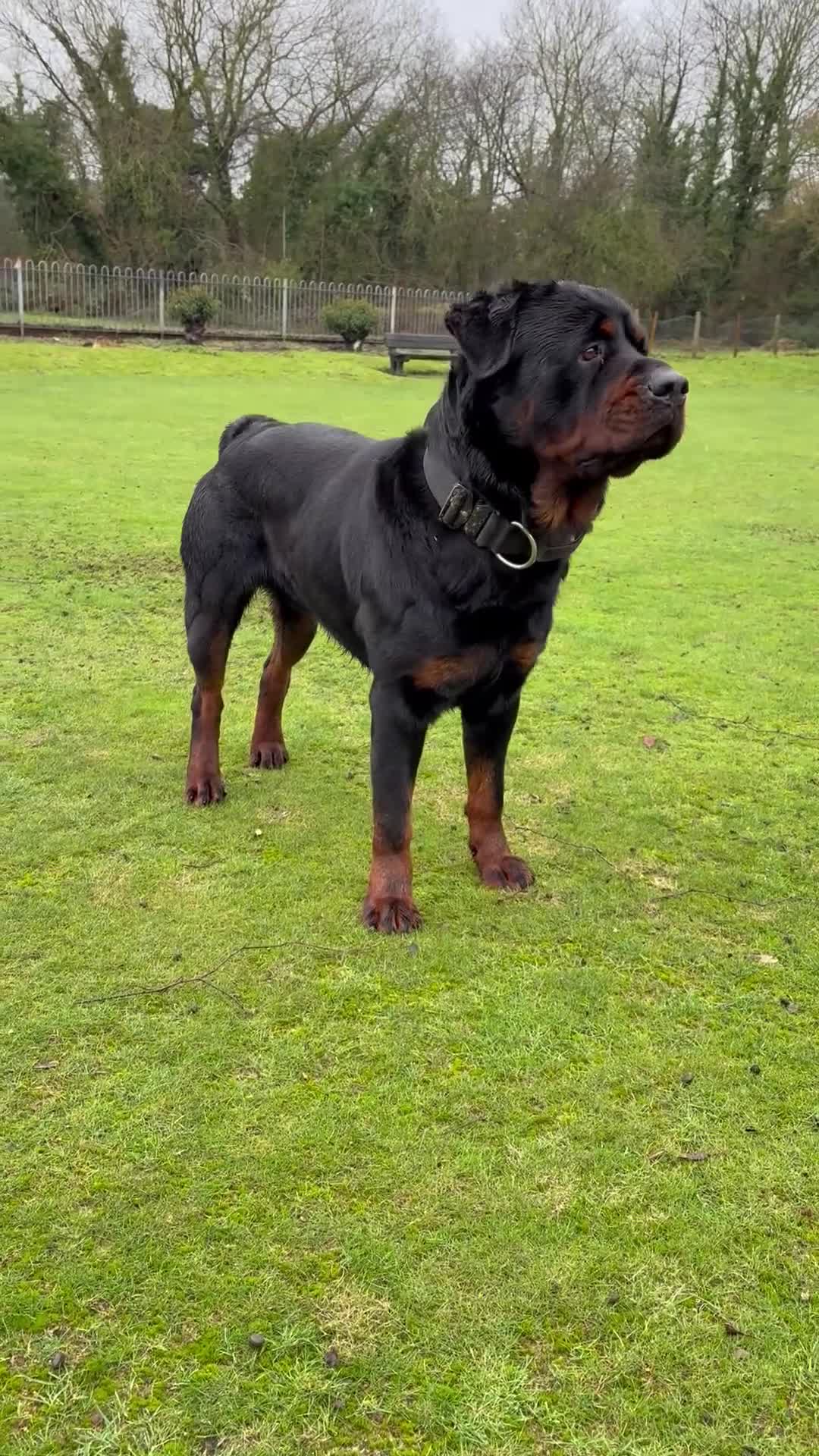 Rottweiler dogs for stud: Proven Rottweiler stud! - Video 1
