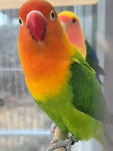 Lovebirds birds for sale: Lovebirds for sale  - Video 1