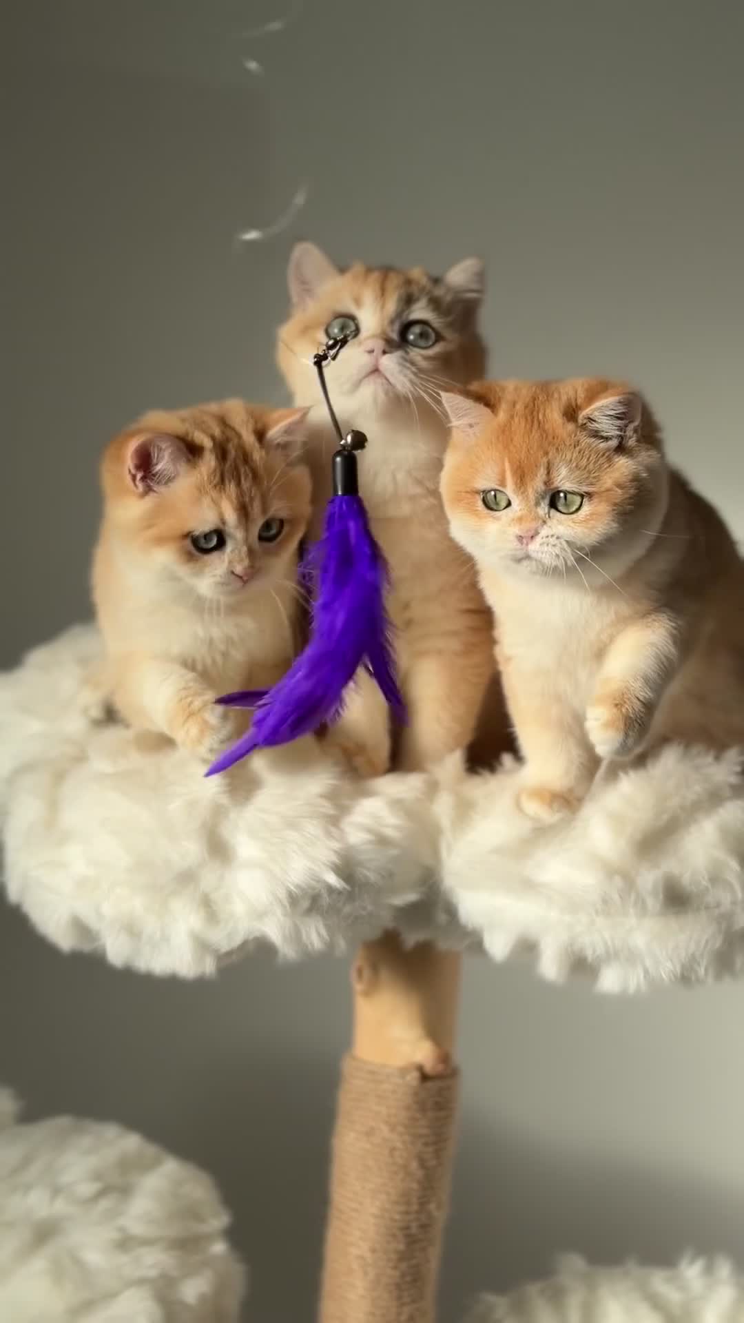 British Shorthair cats for sale: "Teddy Bear 🧸 " British Shorthair Golden kittens - Video 1