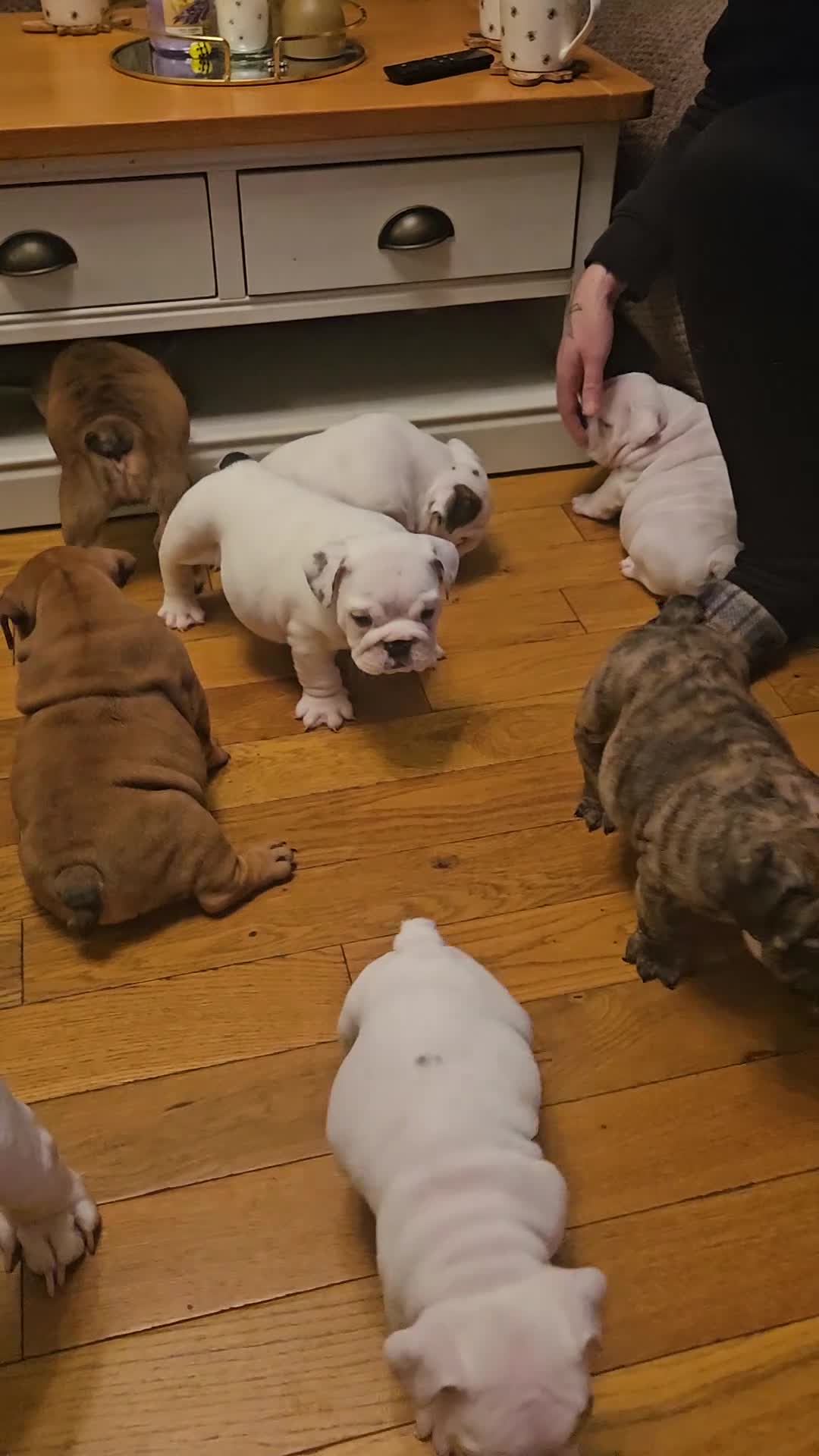 English Bulldog dogs for sale: English bulldogs - Video 3