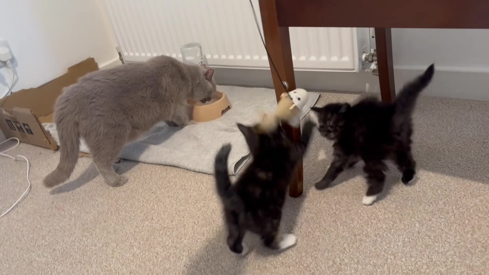 Mixed Breed cats for sale: Half blood British Shorthair Kittens - Video 1