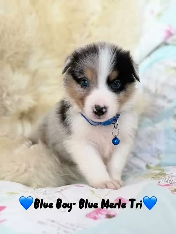 Bernese Mountain Dog dogs for sale: Stunning boy and girls available  - Video 1