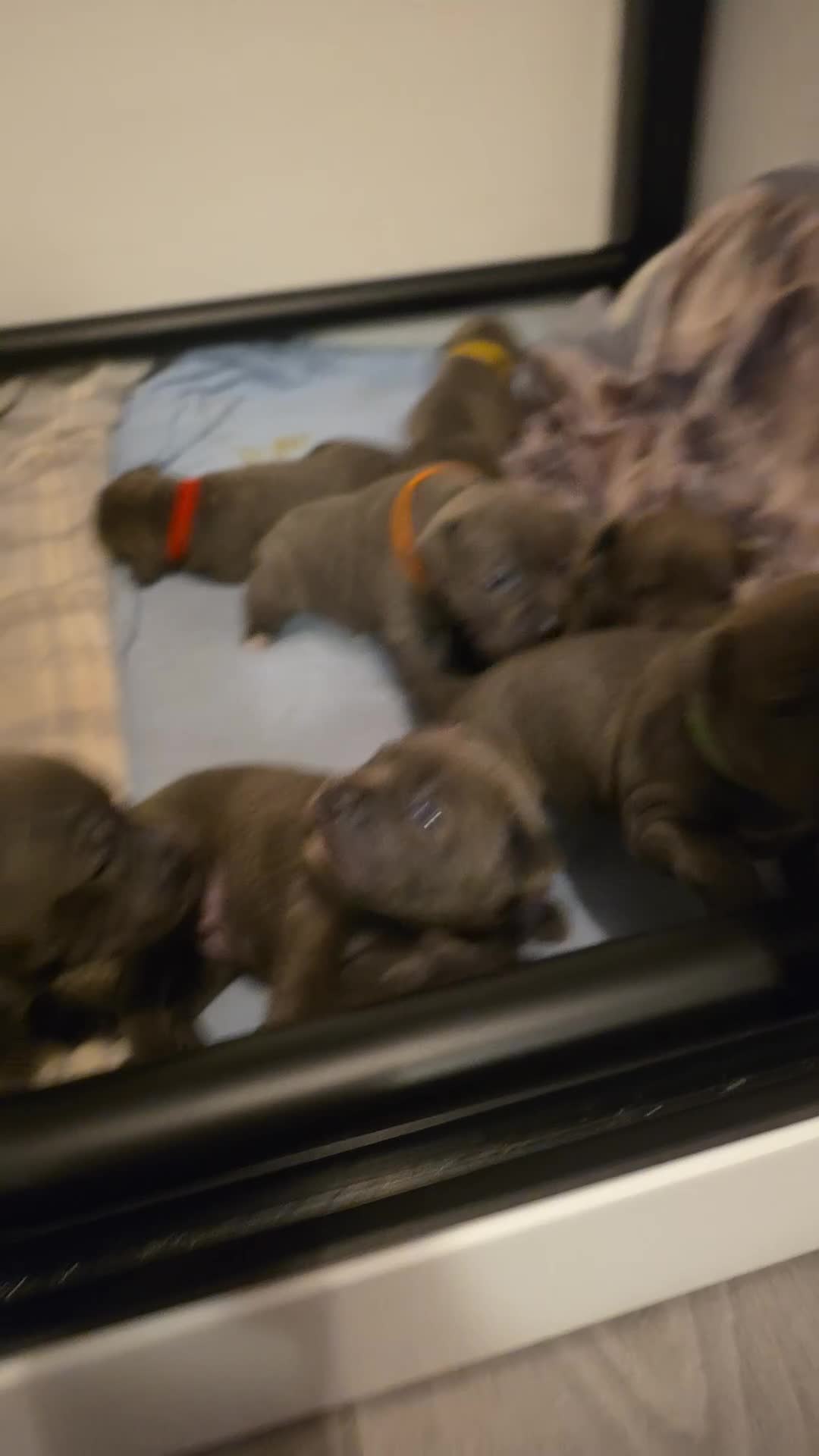 Staffordshire Bull Terrier dogs for sale: Staffordshire Bull Terrier Puppies - Video 1