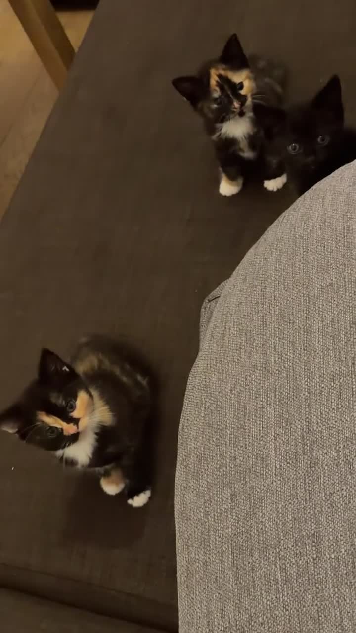 Mixed Breed cats for sale: Beautiful Kittens Looking for Their Forever Homes in Gillingham - Video 1