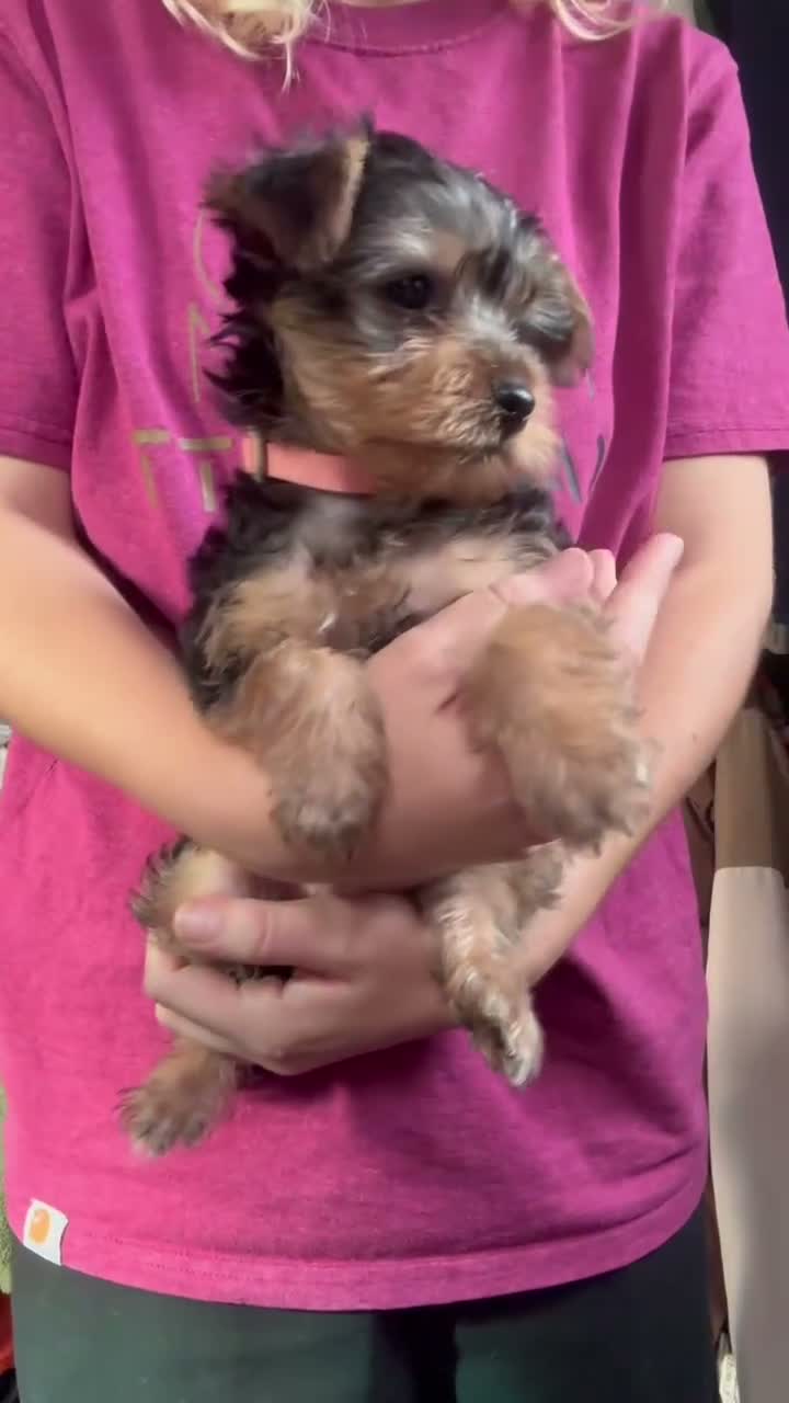 Yorkshire Terrier dogs for sale: Yorkshire Terrier Puppies 10 Weeks  - Video 2