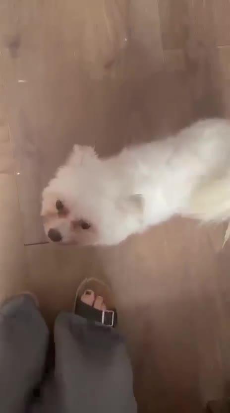 Maltese dogs for sale: Maltase 18 months female - Video 1