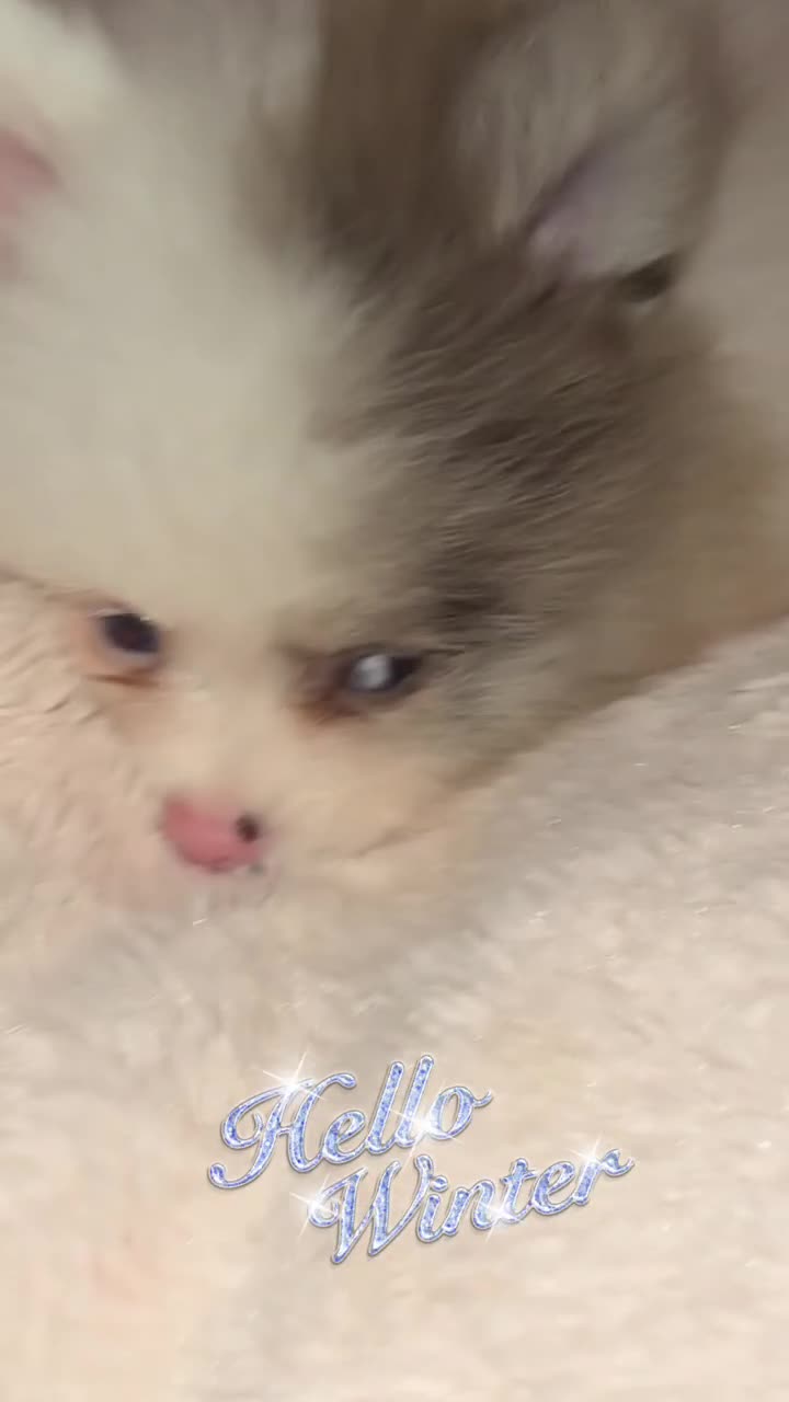 Pomeranian dogs for sale: ✨🐶Small Teddy Bear🧸 SKY🩵BLUE EYE 👀POMS🐶✨ - Video 4