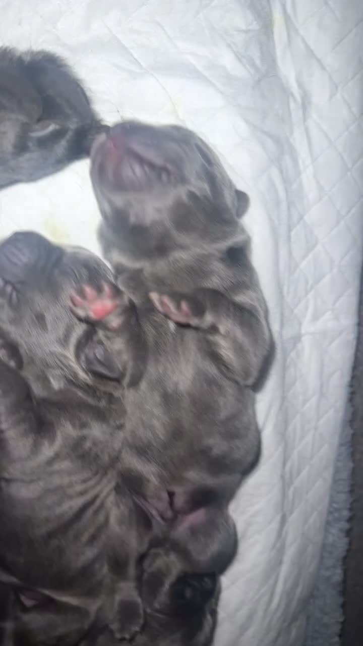 Cane Corso dogs for sale: Beautiful blue cane corsos - Video 2