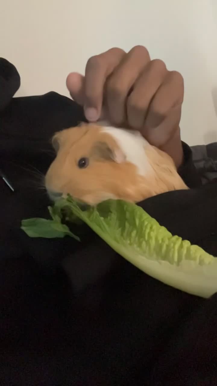 Guinea Pig rodents for sale: 2 cute piggy’s for sale in Cambridge - Video 1