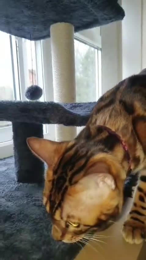 Bengal cats for sale: Bengal Cat - Video 1