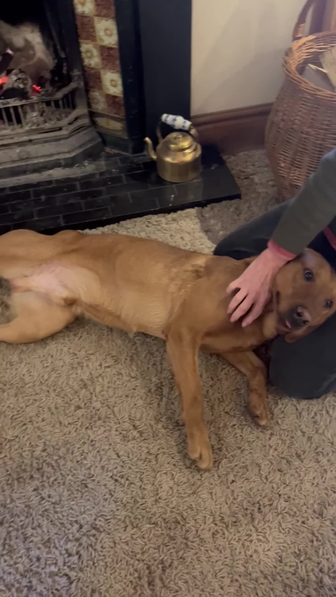 Labrador Retriever dogs for stud: 282 DNA TESTS! Labrador Working Type Red/Yellow  in Sandbach - Video 2