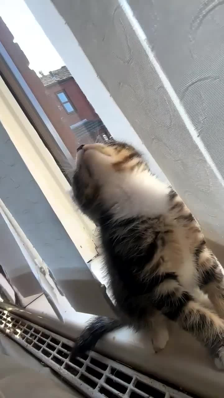 Mixed Breed cats for sale: two oriental x bengal x mainecoon kittens left - Video 2