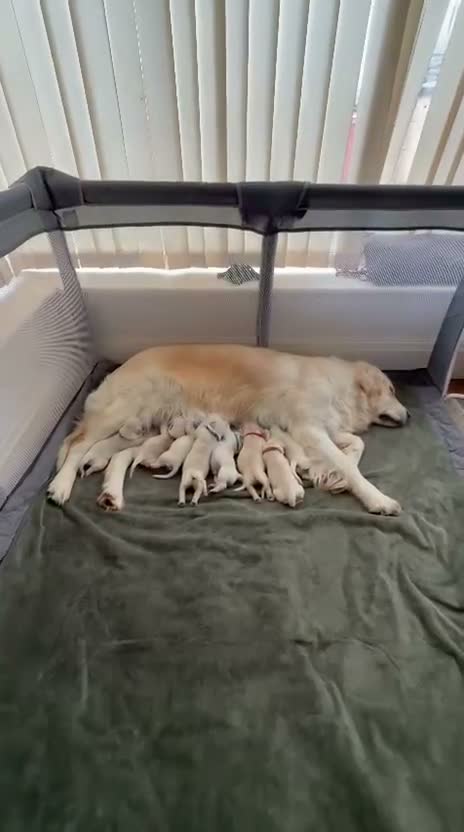 Golden Retriever dogs for sale: Gorgeous Golden Retriever Pups  - Video 1