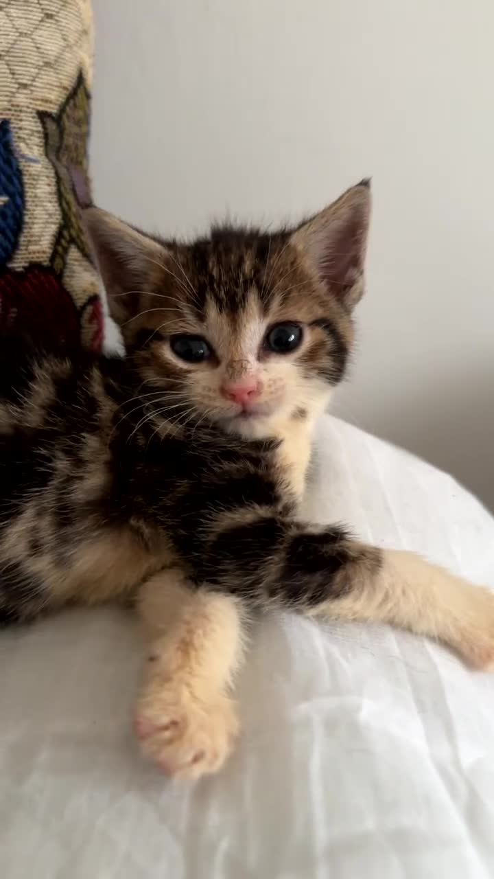 Mixed Breed cats for sale: Adorable kittens available  - Video 1