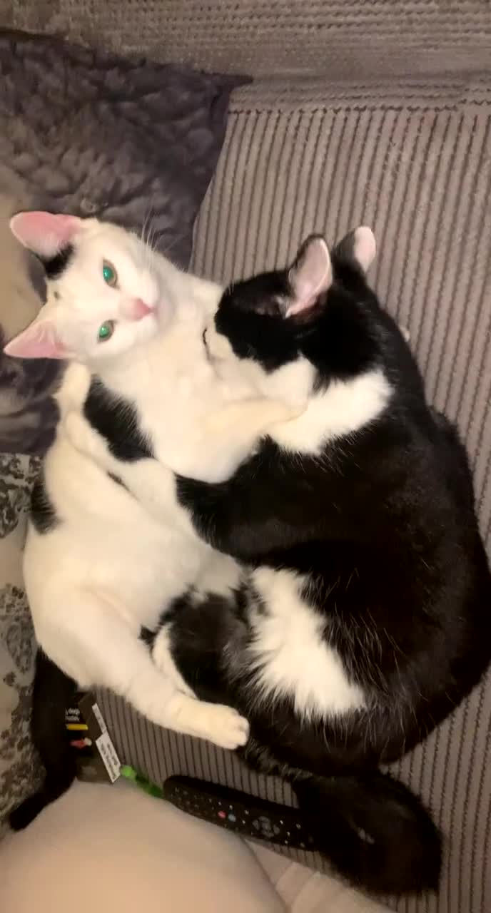 Domestic Shorthair cats for sale: TWO CATS NEED REHOMING TOGETHER  - Video 2