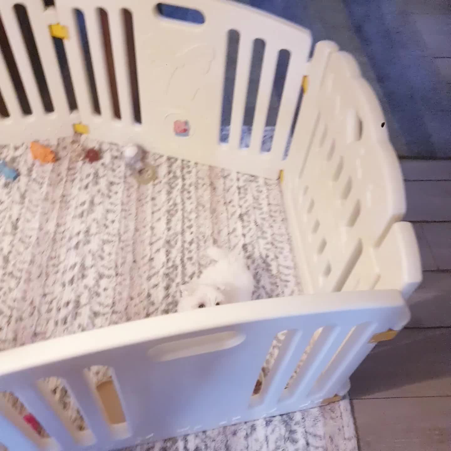 Maltese dogs for sale: Maltese ♡ Pedigree ♡  - Video 1