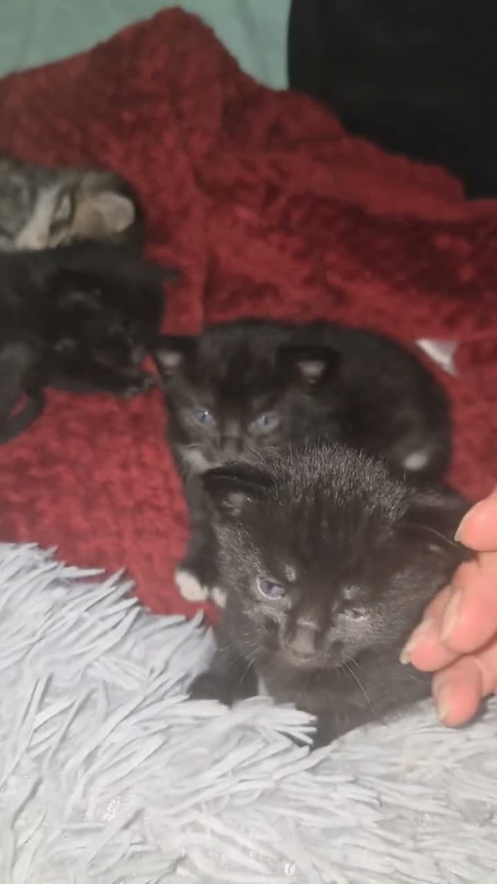 Mixed Breed cats for sale: Black cats ready for spooky season - Video 4