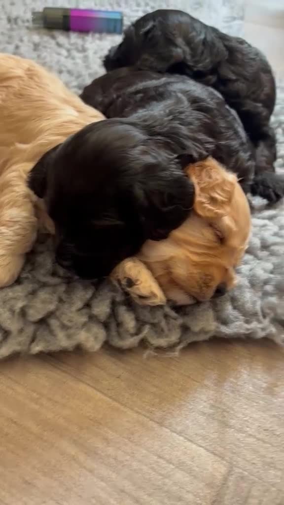 Cavapoo dogs for sale: 🌟🌟Beautiful F1 Cavapoo puppies 🌟🌟 - Video 1