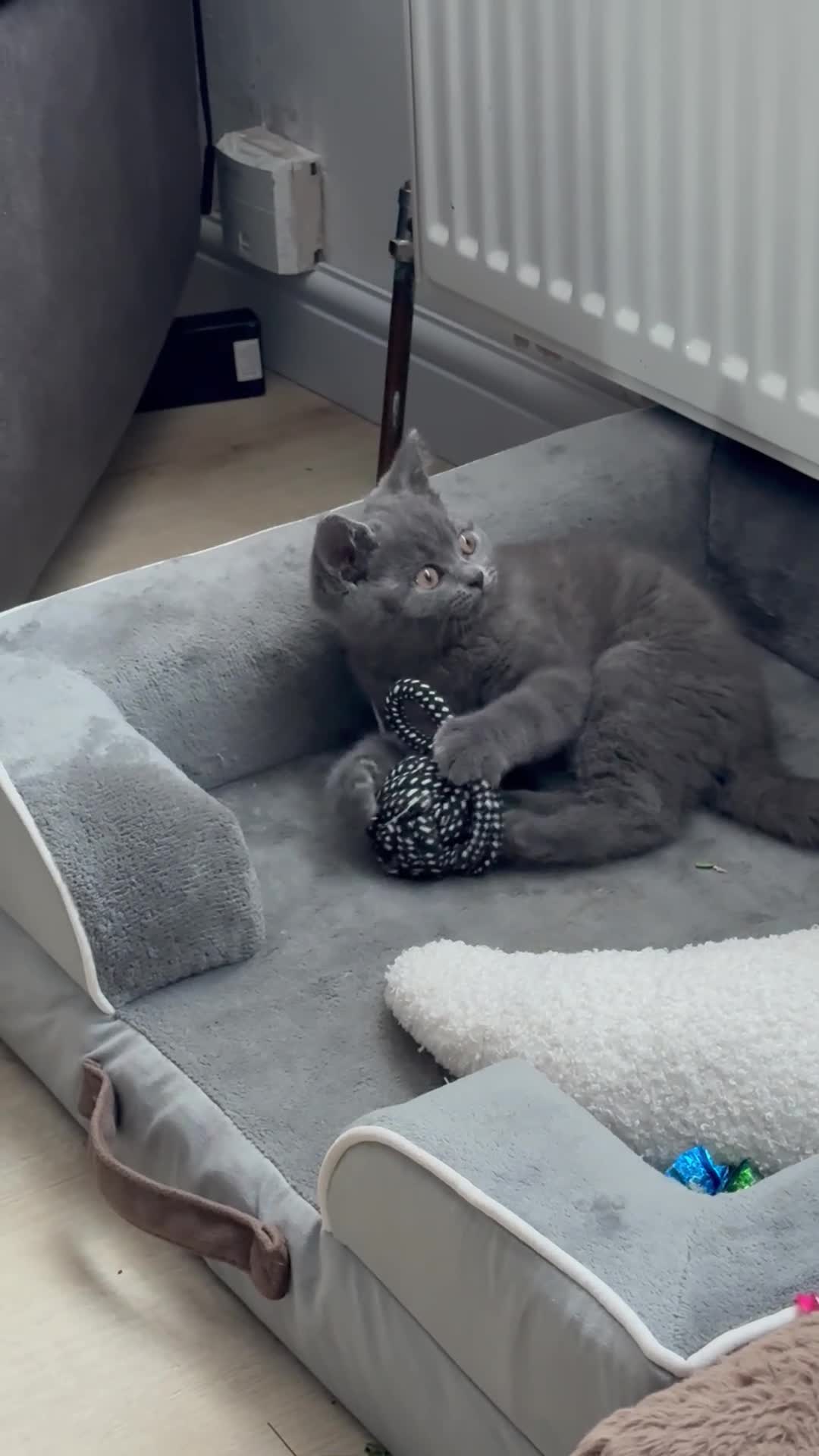 British Shorthair cats for sale: British shorthair kittens available”Ready now” - Video 1