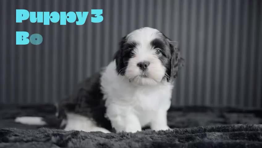 Mixed Breed dogs for sale: Beautiful Cava Tzu (Cavatzu) Puppies 2 Boys 1 Girl - Video 1