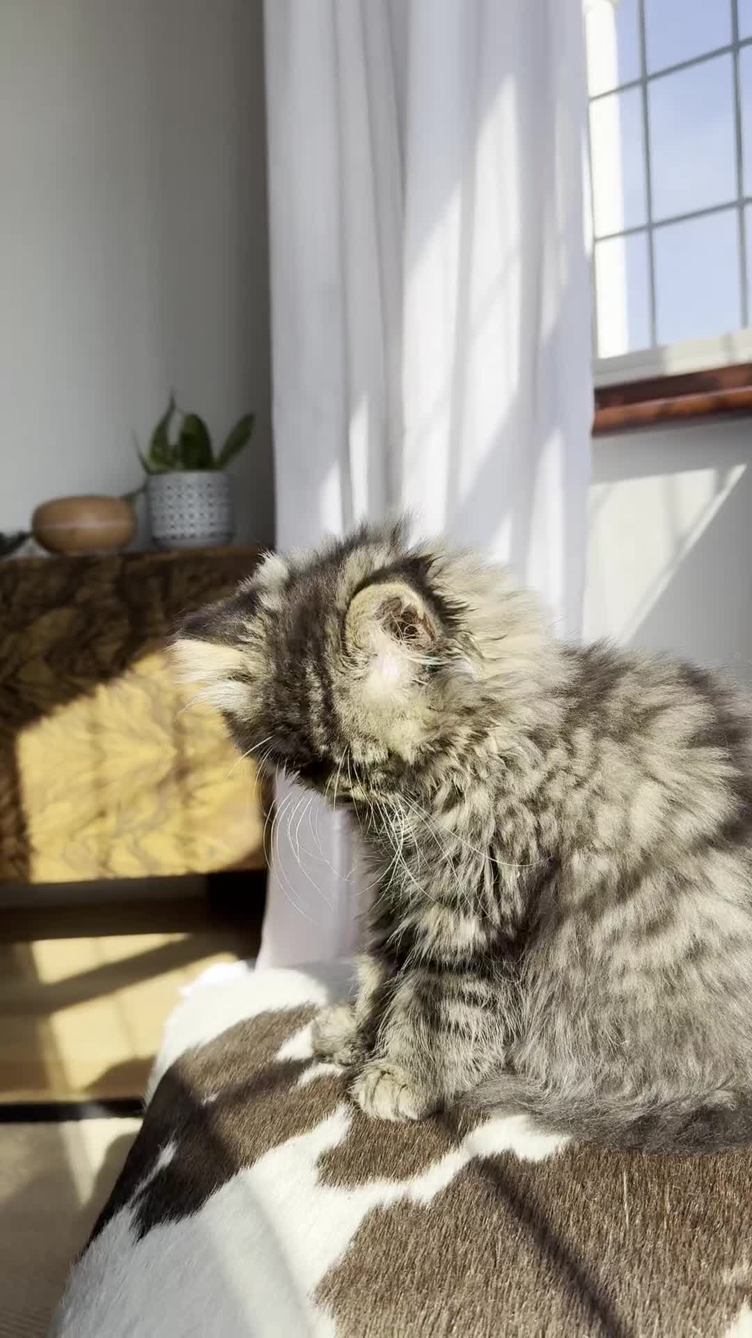 Persian cats for sale: 🐾 Loving Home Wanted for Our Beautiful Kitten 🐾 - Video 1