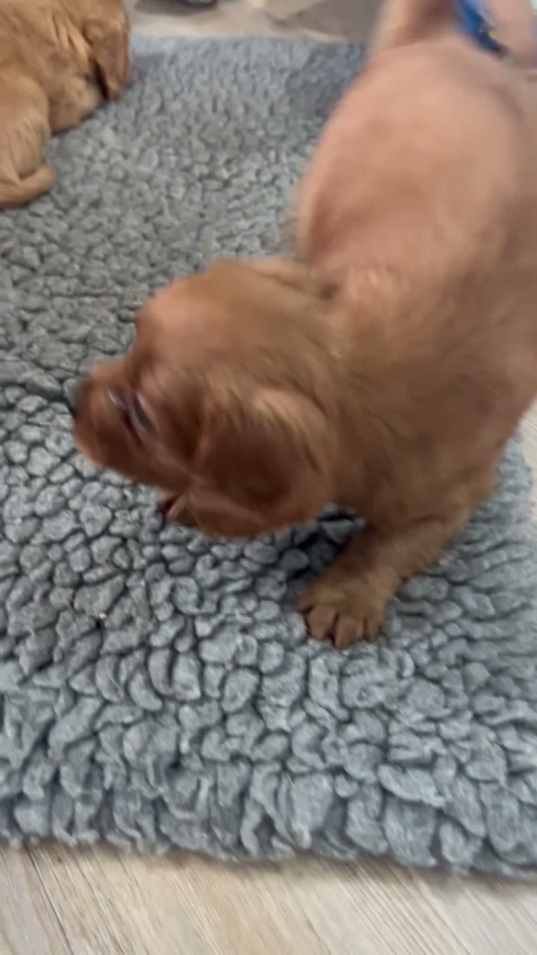 Cavapoo dogs for sale: stunning Cavapoo puppies up for sale  in Egremont - Video 2