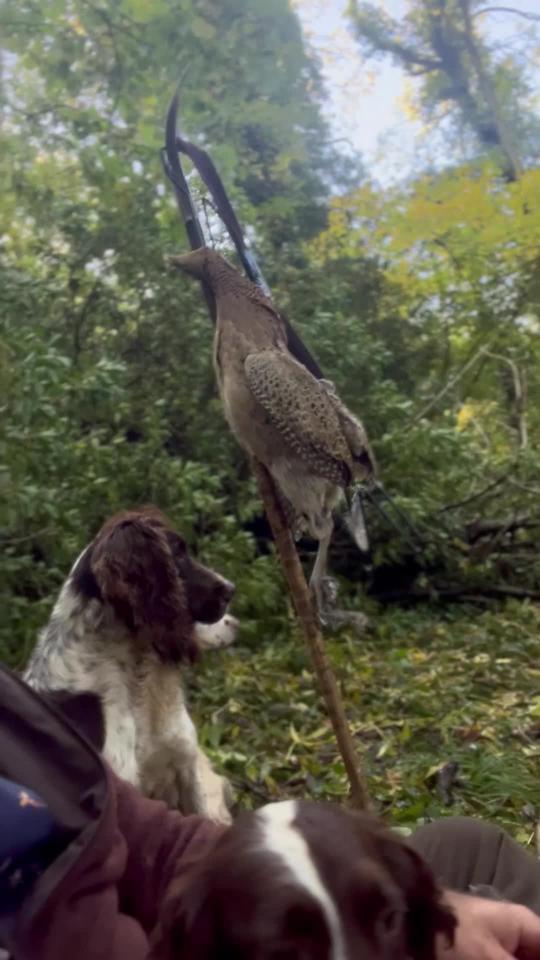 English Springer Spaniel dogs for sale: Excellent quality kc springer spaniel pups  - Video 1