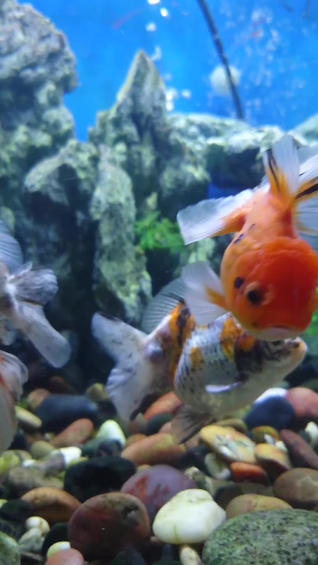 Other/Mixed Breed fish for sale: Fish Stock List - Updated Regularly  - Video 1