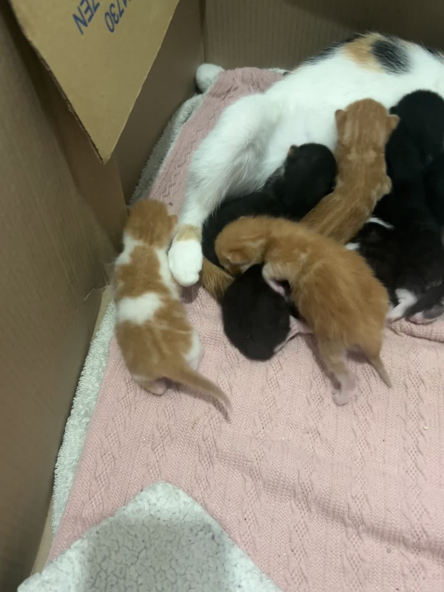Domestic Shorthair cats for sale: Black and white and ginger kittens  in Leamington Spa - Video 1