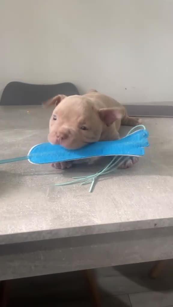 American Bully dogs for sale: American pocket bully puppies  - Video 3