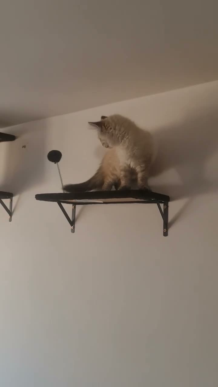 Ragdoll cats for sale: Pure breed Ragdoll  - Video 1