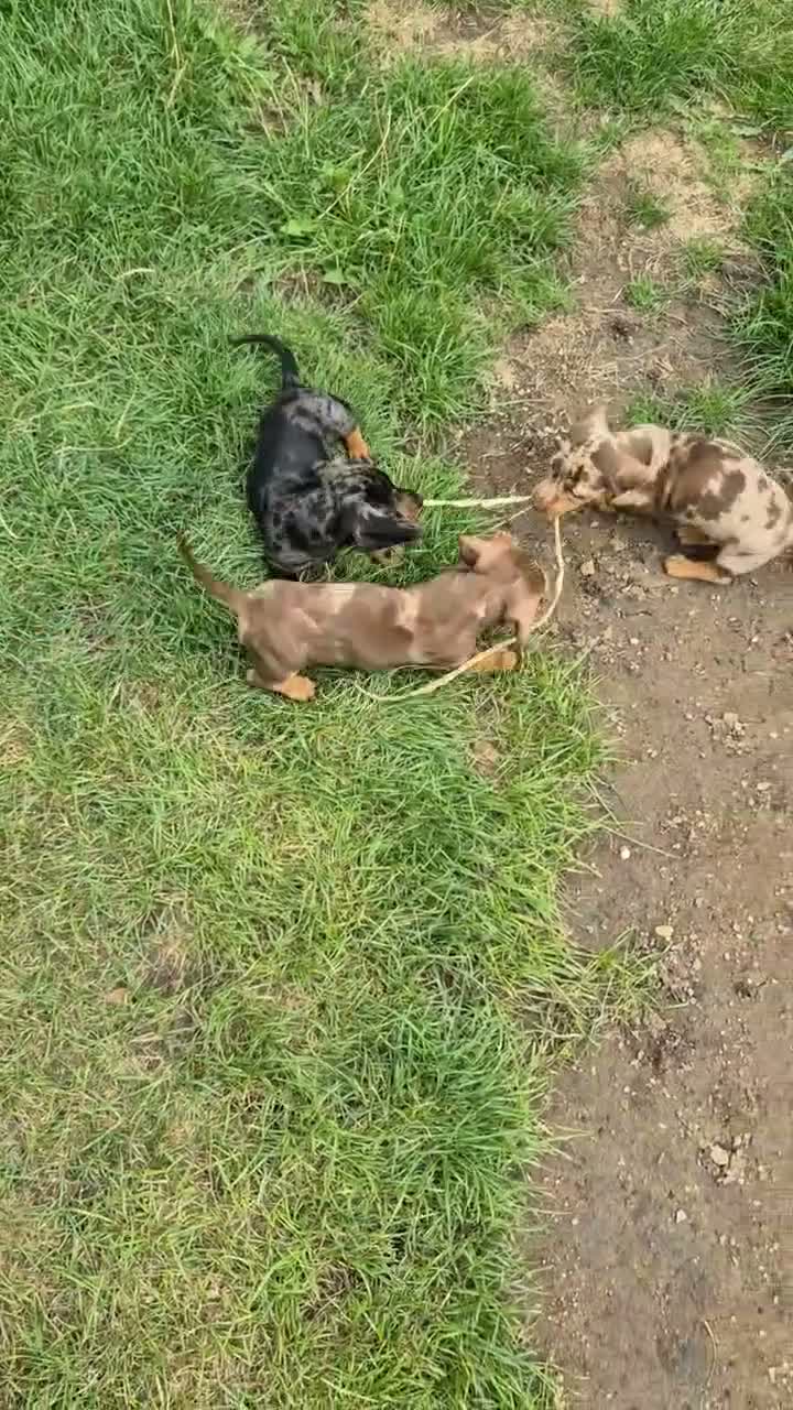 Miniature Dachshund dogs for sale: Stunning KC Registered PRA Clear Dapples Ready Now - Video 2