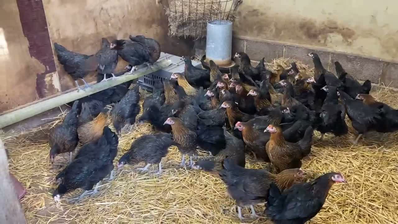 Chickens poultry for sale: Rhode rocks pol 18weeks vaccinated  - Video 1