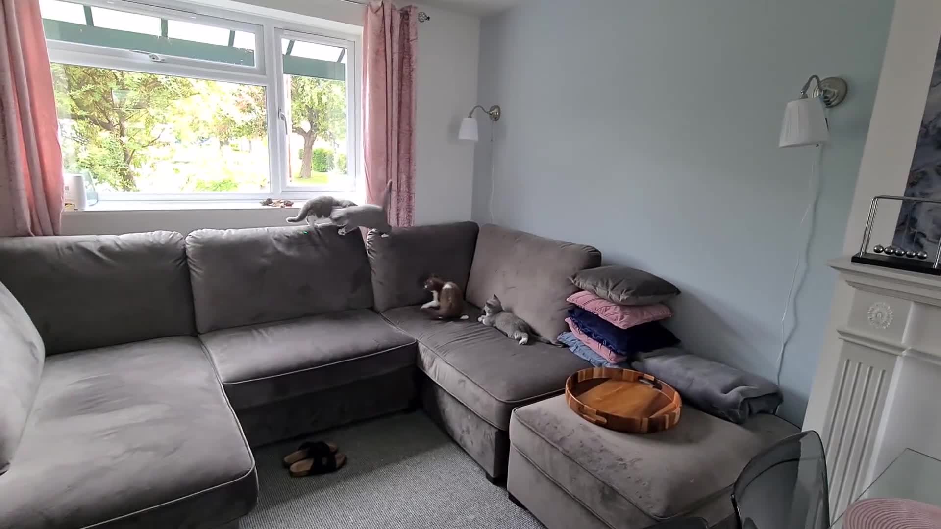 British Shorthair cats for sale: 4 PEDIGREE kittens READY TO GO! 2 LEFT - Video 5