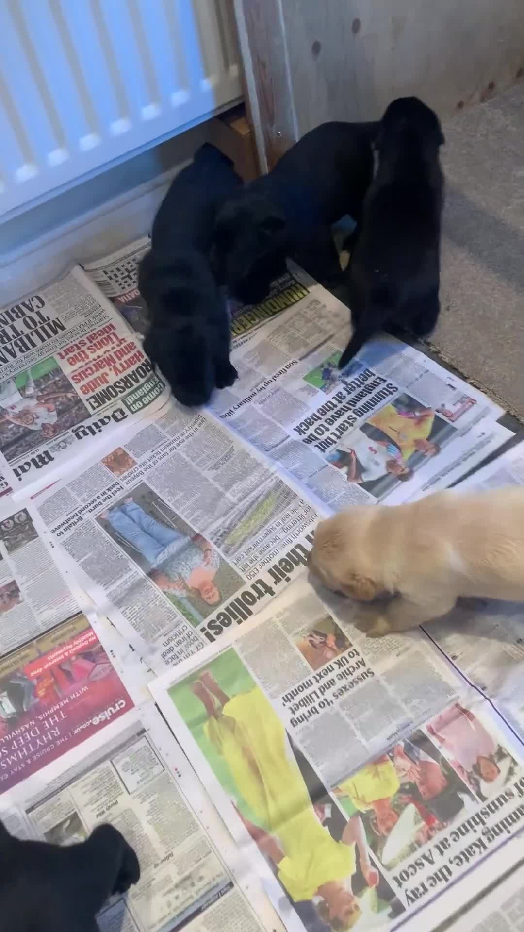 Labrador Retriever dogs for sale: KC reg Working Labrador puppies  - Video 1