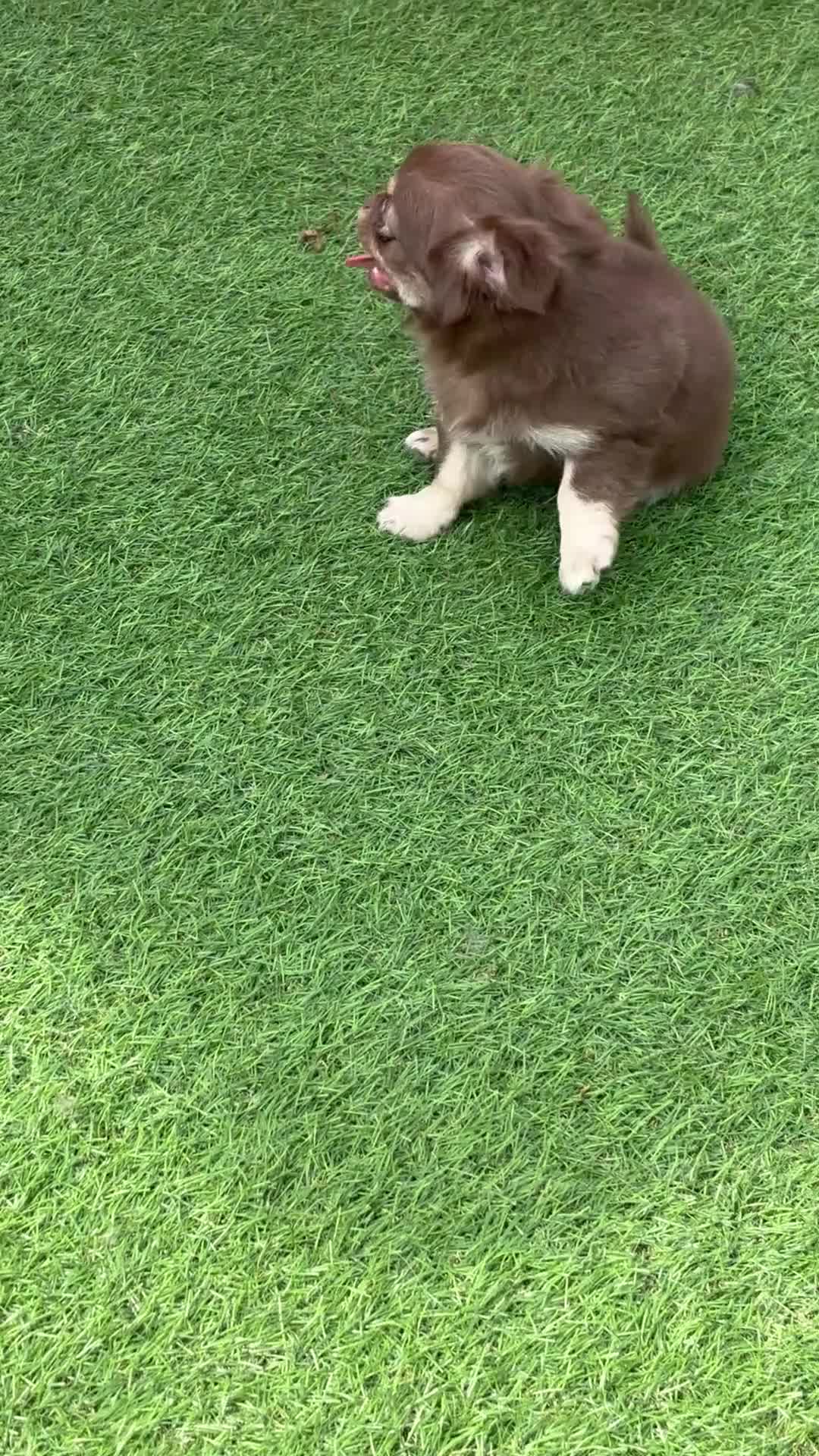 Chihuahua dogs for sale: Beautiful long coat puppies  - Video 1