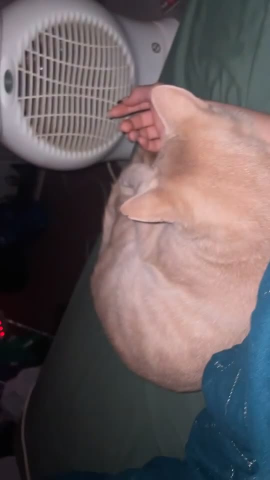 Mixed Breed cats for sale: Simba - Video 1