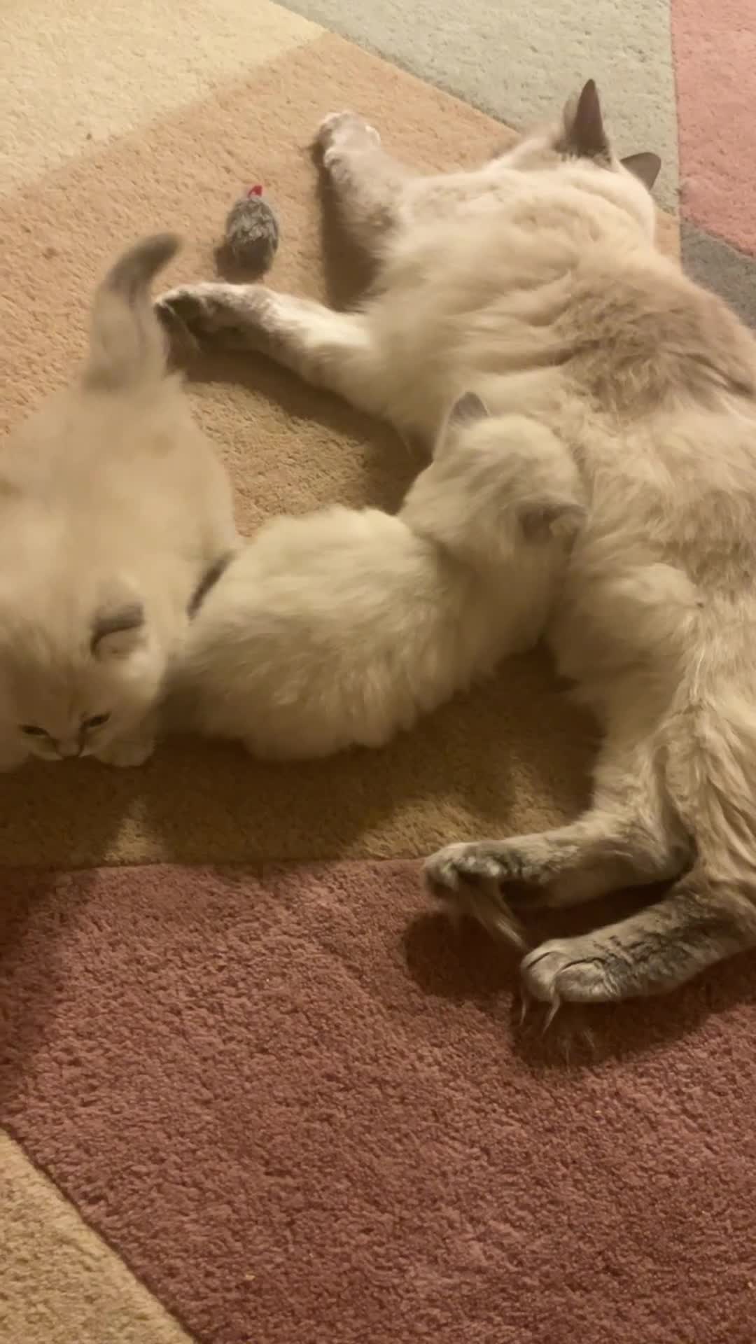 Ragdoll cats for sale: RARE FAWN POINT KITTENS - Video 1