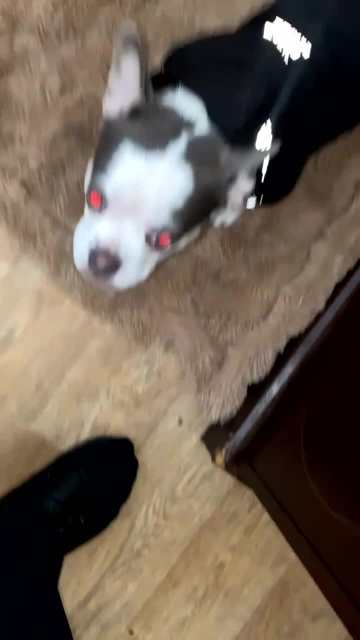 Mixed Breed dogs for sale: Lottie - Video 2