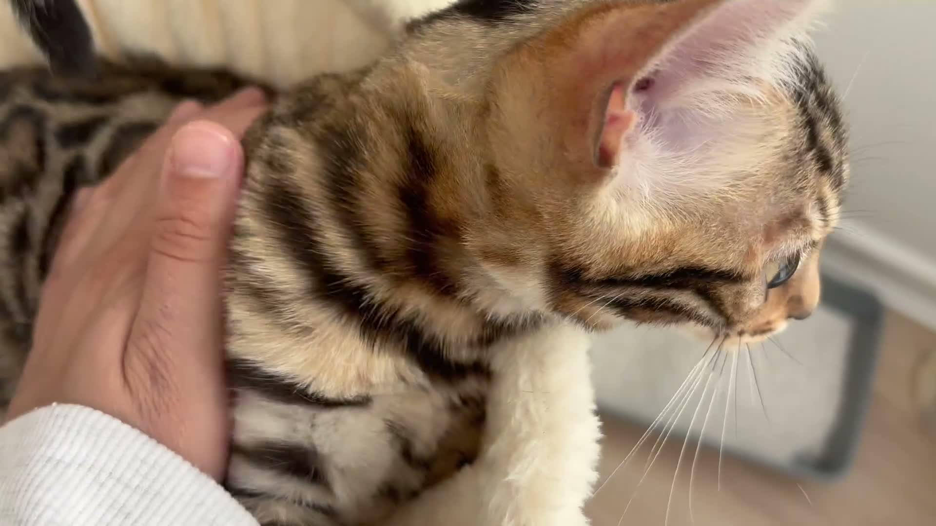 Bengal cats for sale: 🐅Gorgeous 😍One of a Kind Dream Bengal Boy!🐅 - Video 1