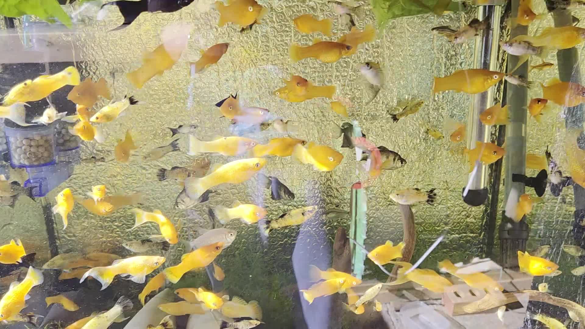 Killifish fish for sale: the fish that are in the photo Read the descriptio - Video 4