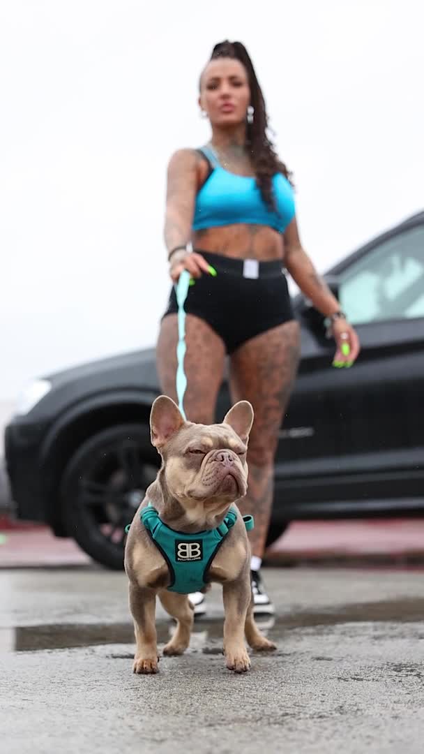 French Bulldog dogs for stud: 🦍SHORTTY🦍 SPECIAL OFFER WON'T GET CHEAPER 🔥🔥 in Northampton - Video 1