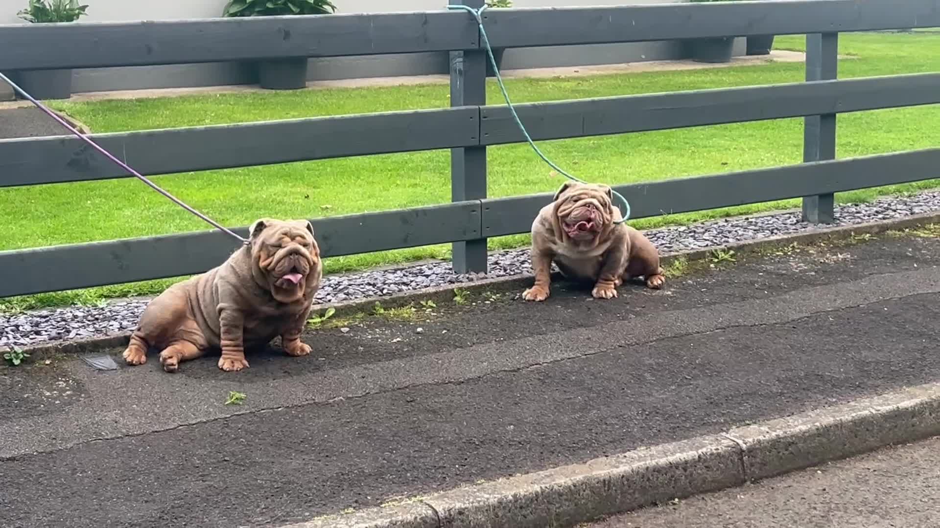 English Bulldog dogs for sale: English bulldog puppy Merle female  - Video 3