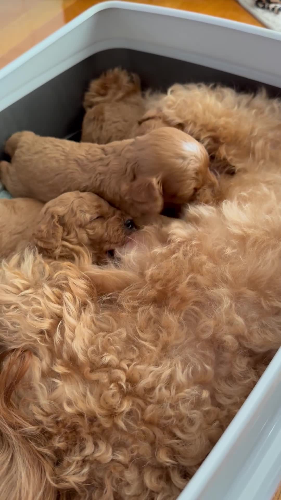 Cavapoo dogs for sale: Premium F1B Toy Red Cavapoo - 2 LEFT - Video 2