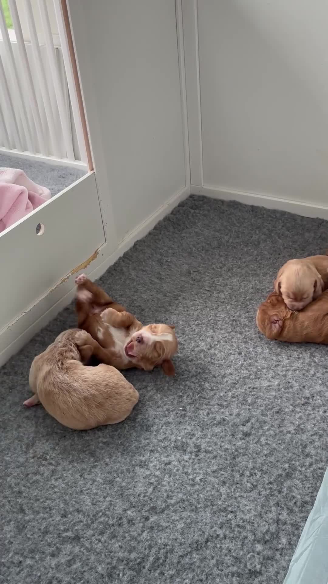 Cocker Spaniel dogs for sale: KC Registered and Vet checked Pups - Video 1