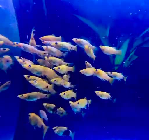 Other/Mixed Breed fish for sale:  Gold/Calico Lyretail Molly + Blue Texas Cichlid - Video 1